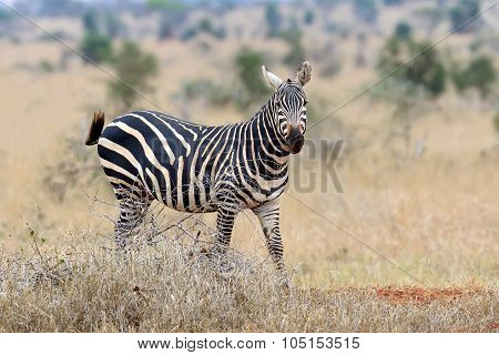 Zebra