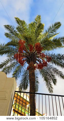 Date Palm With Ripe Fruit