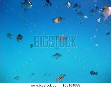 Fishes underwater