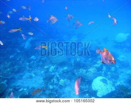 Fishes underwater