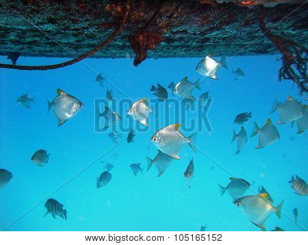 Fishes underwater