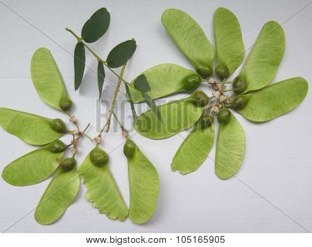 Seedpods Of The Tipu Tree