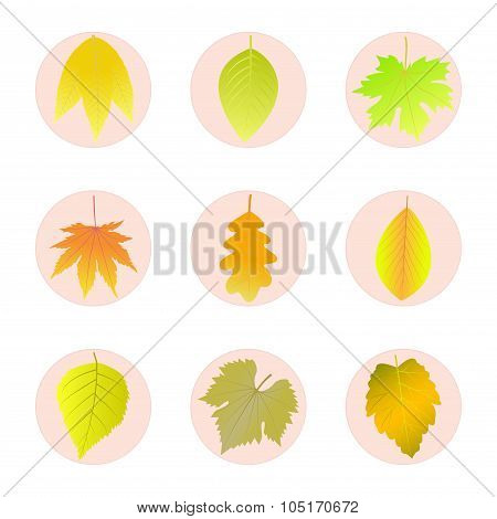 Set of icons autumn leaves.