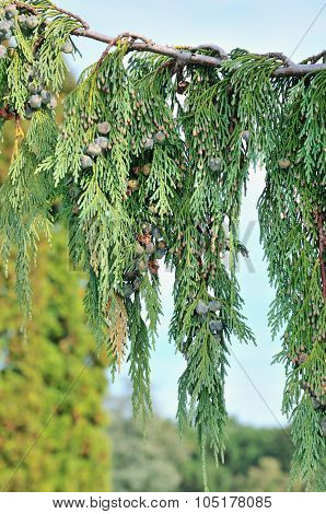 Cupressus nootkatensis 