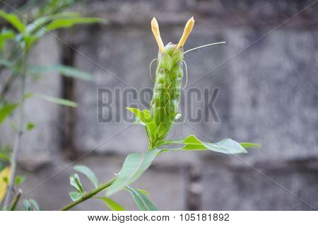 Barleria Lupulina Lindl Flower