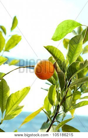 Colorful orange fruit on tree, close-up