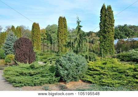 Garden of coniferous trees.
