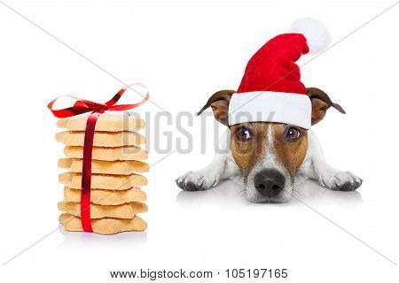 Christmas Dog And Cookies