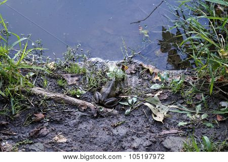 American Bullfrog