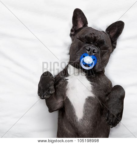 Dog Sleeping  In Bed