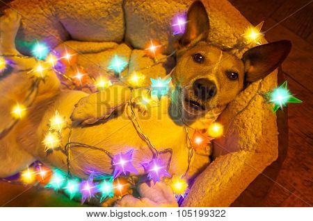 Christmas Dog With Fairy Lights