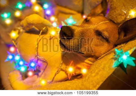 Christmas Dog With Fairy Lights