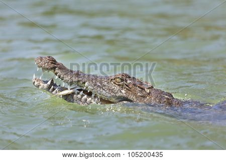 Crocodile At Lake Baringo, Kenya