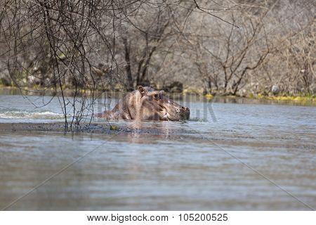 Hippo At Lake Baringo, Kenya