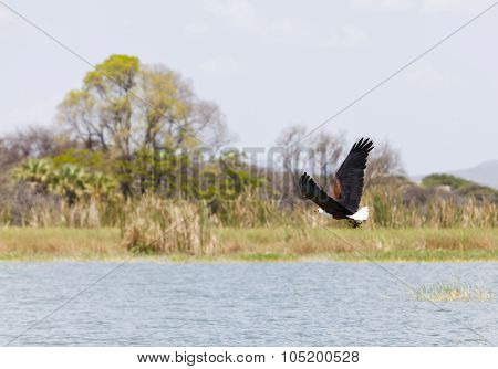 Fish Eagle At Lake Baringo, Kenya