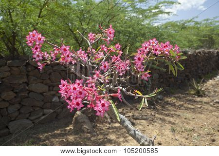 Desert Rose In Kenya.
