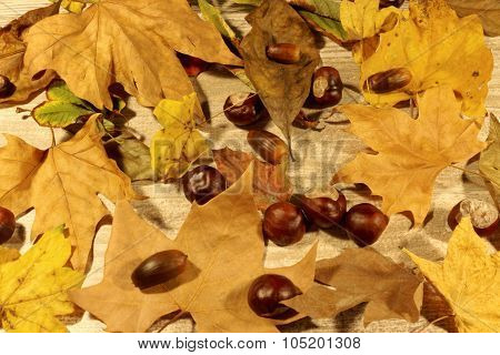 Dry autumn leaves