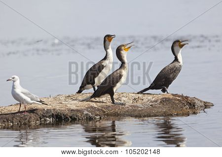 Reed Cormorants In Kenya