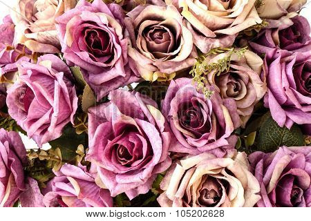 My Roses