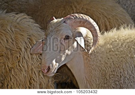 SHEEP