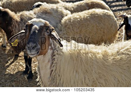 SHEEP