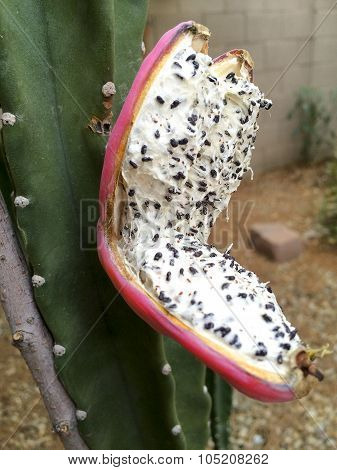 Scary Cactus Fruit