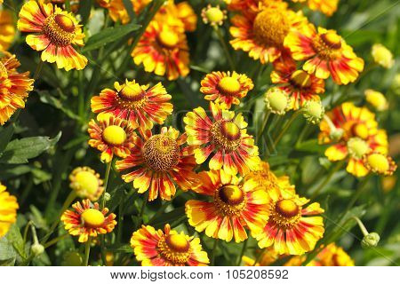 Blanket Flowers (gaillardia Aristata)