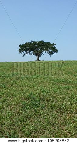 Single tree in farm