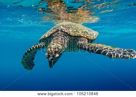 Sea Turtle swimming in Seychelles