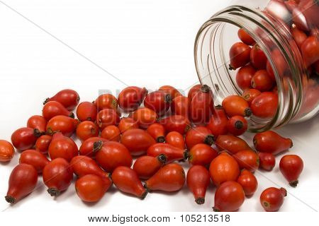 Closeup of rose-hip berries