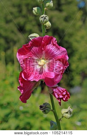 Hollyhock (alcea Rosea)