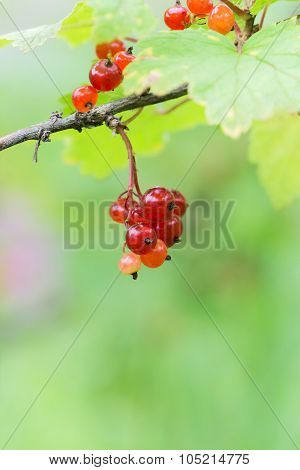 Red currants (Ríbes rúbrum)