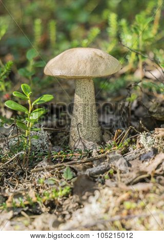 cranberry bushes growing among white boletus (Leccinum percandidum)