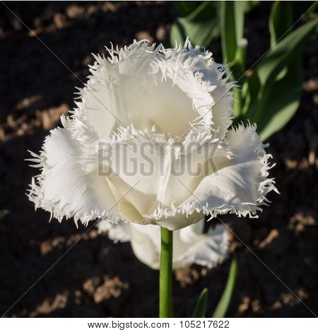 White tulip