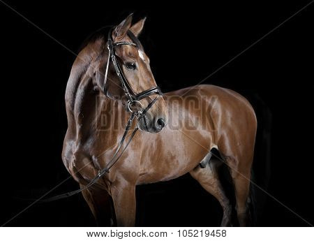 Hungarian Horse Studio