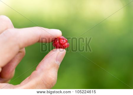 Red Raspberry between fingers