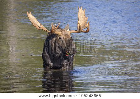 Large Bull Moose Foraging At The Edge Of A Lake In Autumn