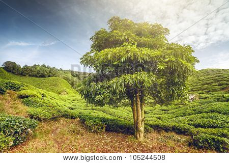 Big tree on tea plantation in the Cameron Highlands, Malaysia
