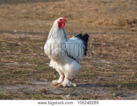 Beautiful white brahma hen