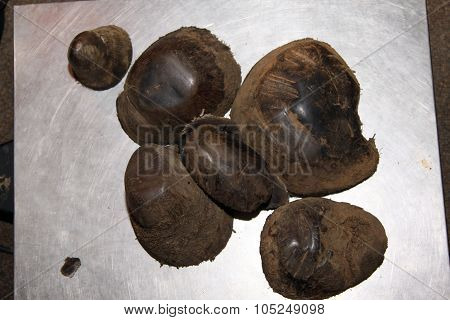 Close-up Of Horn Tips Removed After 2 Years Growth 4 Kg.