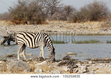 Zebra In African Bush On Waterhole