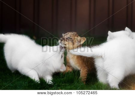 White Swiss Shepherds puppy and lion cub