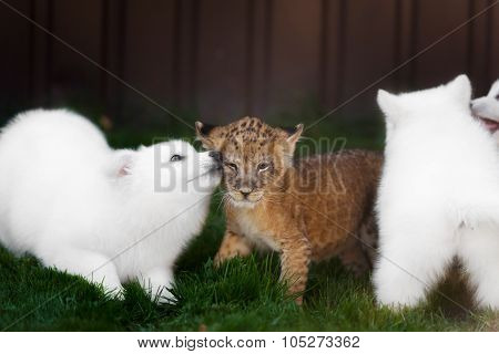 White Swiss Shepherds puppy and lion cub
