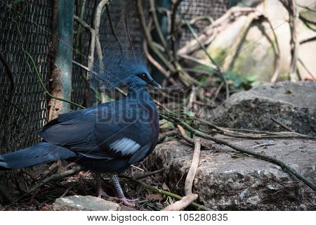 Bird In The Zoo