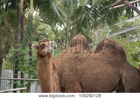 About Camel
