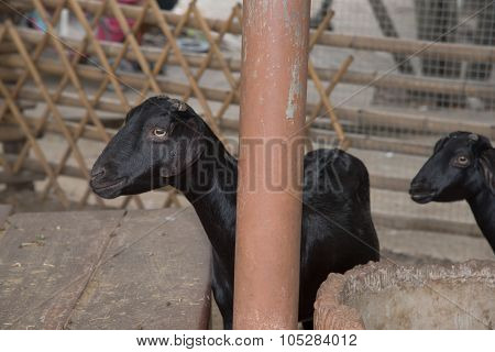 Black Goat