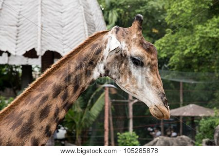 Giraffe In The Zoo