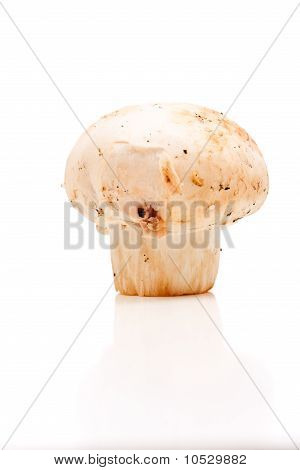 Knap champignon isoleret på hvid