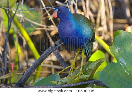 Gallinella viola americana