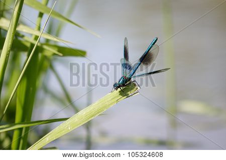 Banded Demoiselle